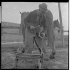 Shoeing a mule 
